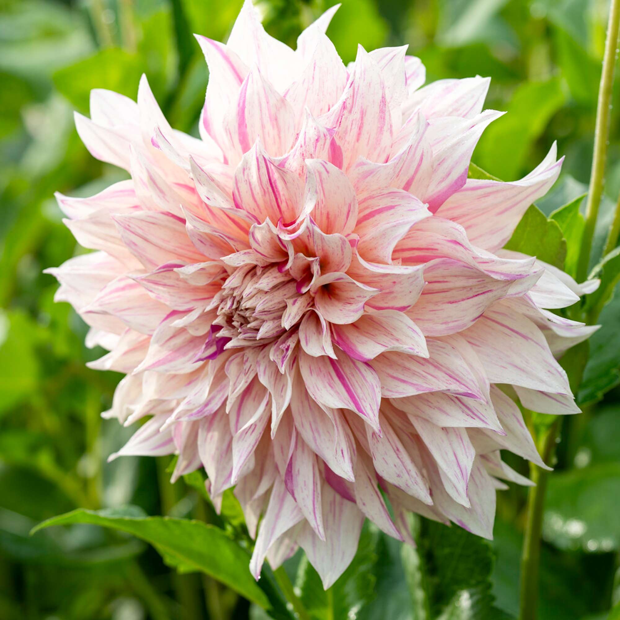 Dahlia 'Cafe au Lait Twist'